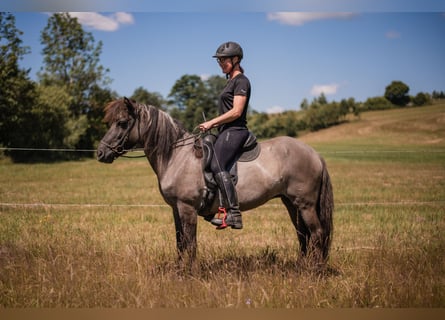 Caballos islandeses, Yegua, 14 años, 137 cm