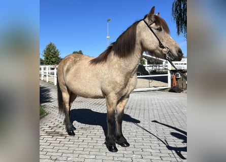 Caballos islandeses, Yegua, 14 años, 142 cm, Buckskin/Bayo