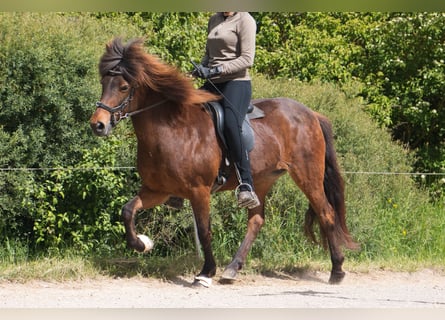 Caballos islandeses, Yegua, 15 años, 137 cm, Castaño