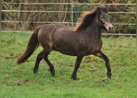 Caballos islandeses, Yegua, 15 años, 142 cm, Buckskin/Bayo