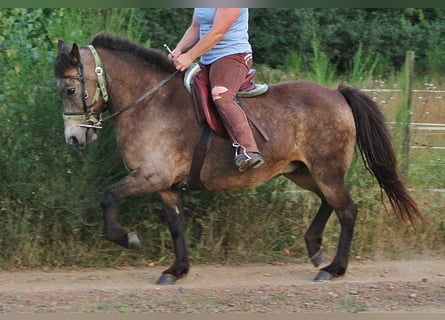 Caballos islandeses, Yegua, 15 años, 142 cm, Buckskin/Bayo