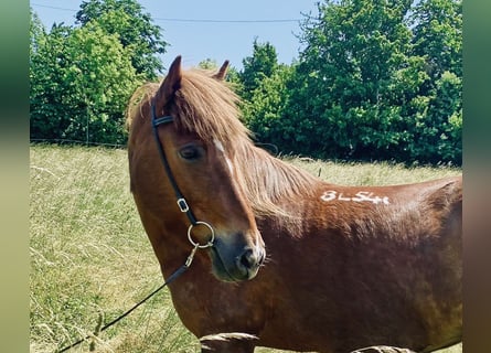 Caballos islandeses, Yegua, 15 años, 145 cm, Alazán-tostado