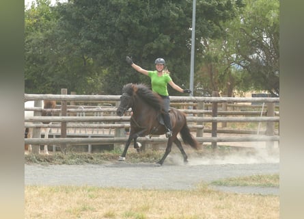 Caballos islandeses, Yegua, 16 años, 138 cm, Negro
