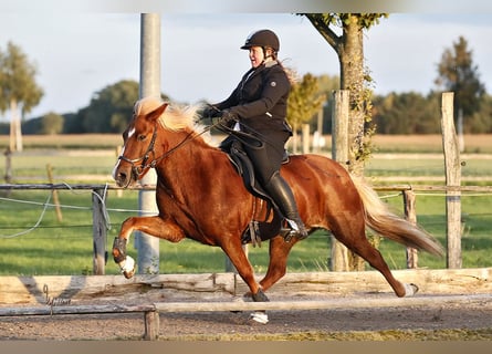 Caballos islandeses, Yegua, 16 años, 142 cm, Alazán-tostado