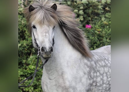 Caballos islandeses, Yegua, 17 años, 142 cm, Tordo