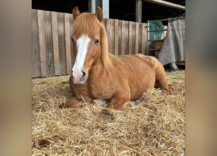 Caballos islandeses, Yegua, 18 años, 137 cm, Alazán