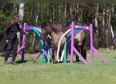 Caballos islandeses, Yegua, 19 años, 133 cm, Grullo