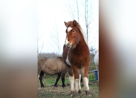 Caballos islandeses, Yegua, 1 año, 138 cm, Tobiano-todas las-capas