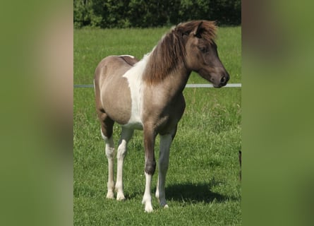 Caballos islandeses, Yegua, 1 año, 140 cm, Pío