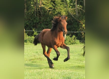 Caballos islandeses, Yegua, 1 año, 142 cm, Castaño