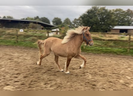 Caballos islandeses, Yegua, 1 año, 144 cm, Bayo