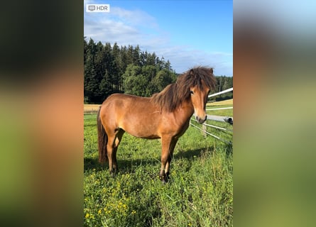 Caballos islandeses, Yegua, 1 año, Castaño