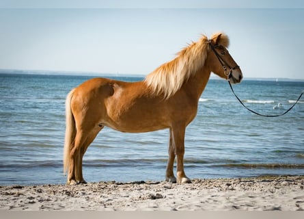 Caballos islandeses, Yegua, 20 años, 144 cm, Alazán