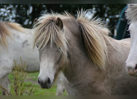 Caballos islandeses, Yegua, 2 años, 138 cm
