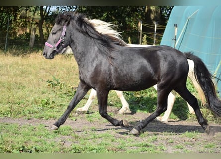 Caballos islandeses, Yegua, 2 años, 139 cm, Negro