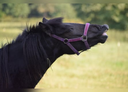 Caballos islandeses, Yegua, 2 años, 139 cm, Negro