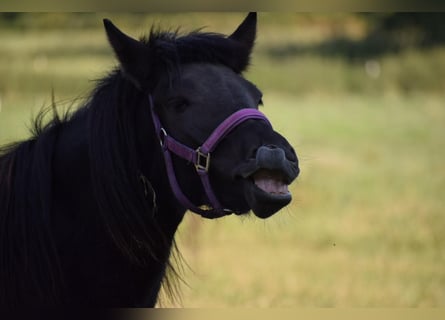 Caballos islandeses, Yegua, 2 años, 139 cm, Negro