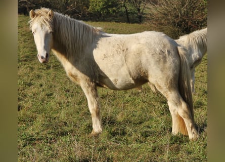 Caballos islandeses, Yegua, 2 años, 140 cm, Cremello