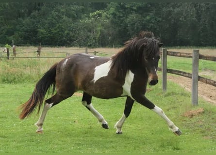 Caballos islandeses, Yegua, 2 años, 140 cm, Pío