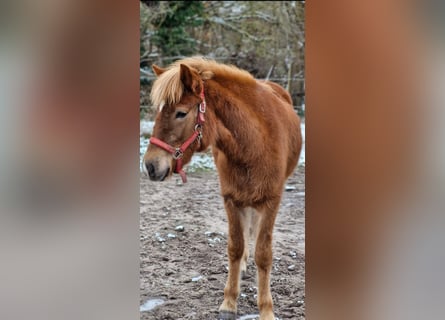 Caballos islandeses, Yegua, 2 años, 141 cm, Alazán