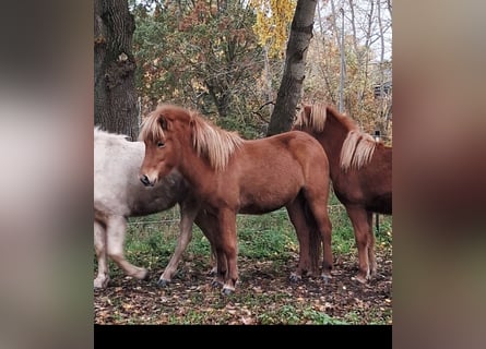 Caballos islandeses, Yegua, 2 años, 144 cm, Alazán