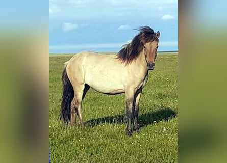 Caballos islandeses, Yegua, 2 años, Bayo