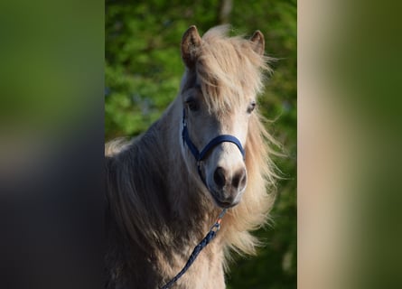 Caballos islandeses, Yegua, 2 años