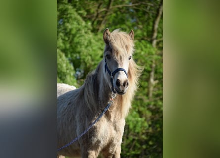 Caballos islandeses, Yegua, 2 años