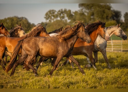 Caballos islandeses, Yegua, 2 años, Negro