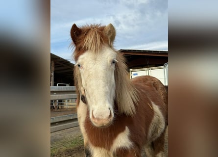 Caballos islandeses, Yegua, 2 años, Pío
