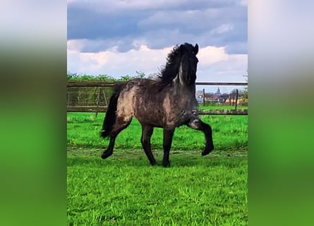 Caballos islandeses, Yegua, 3 años, 135 cm, Castaño-ruano