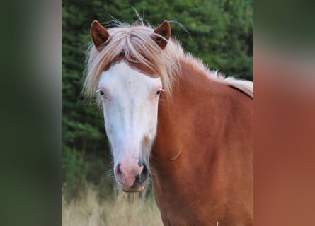 Caballos islandeses, Yegua, 3 años, 136 cm, White/Blanco