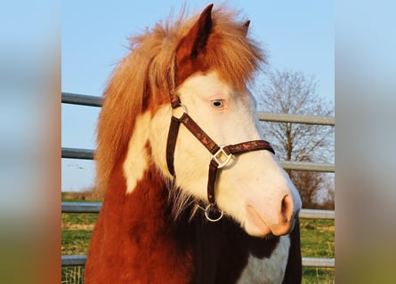 Caballos islandeses, Yegua, 3 años, 138 cm, Alazán