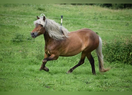 Caballos islandeses, Yegua, 3 años, 139 cm, Alazán