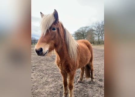 Caballos islandeses, Yegua, 3 años, 139 cm, Alazán