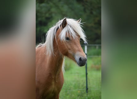 Caballos islandeses, Yegua, 3 años, 139 cm, Alazán