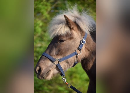 Caballos islandeses, Yegua, 3 años, 139 cm