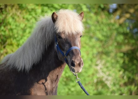 Caballos islandeses, Yegua, 3 años, 139 cm