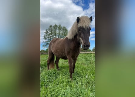 Caballos islandeses, Yegua, 3 años, 139 cm