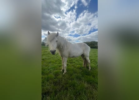 Caballos islandeses, Yegua, 3 años, 139 cm