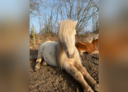 Caballos islandeses, Yegua, 3 años, 139 cm