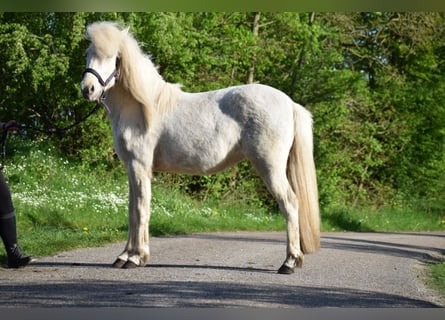 Caballos islandeses, Yegua, 3 años, 139 cm