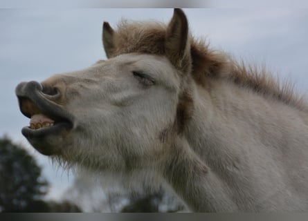 Caballos islandeses, Yegua, 3 años, 139 cm