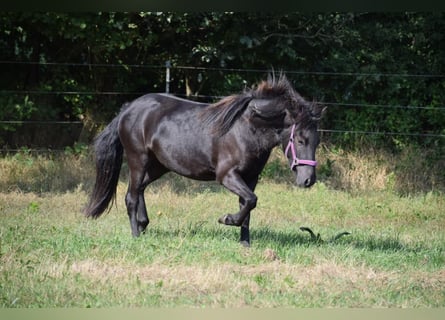 Caballos islandeses, Yegua, 3 años, 139 cm, Negro
