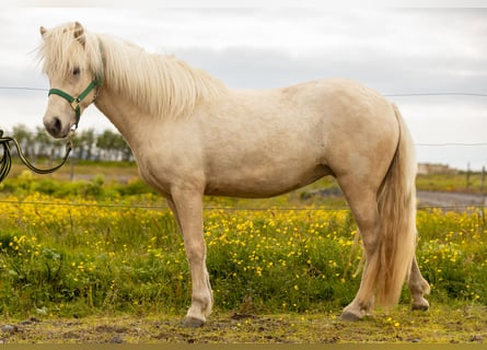 Caballos islandeses, Yegua, 3 años, 142 cm, Palomino