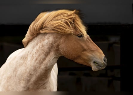 Caballos islandeses, Yegua, 3 años, 142 cm, Ruano alazán