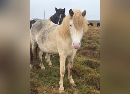 Caballos islandeses, Yegua, 3 años, Alazán