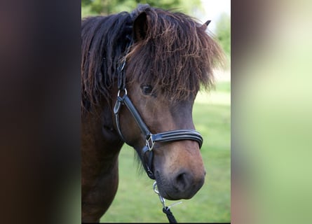 Caballos islandeses, Yegua, 3 años