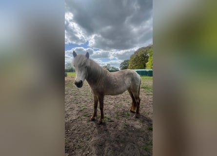 Caballos islandeses, Yegua, 3 años