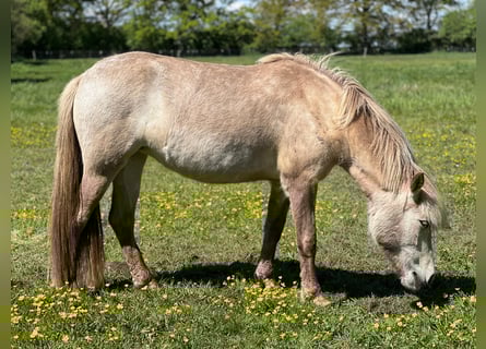 Caballos islandeses, Yegua, 3 años